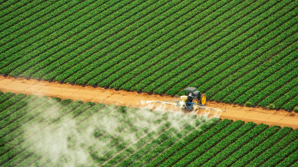 Best Termite Control Services  in Wesson, MS