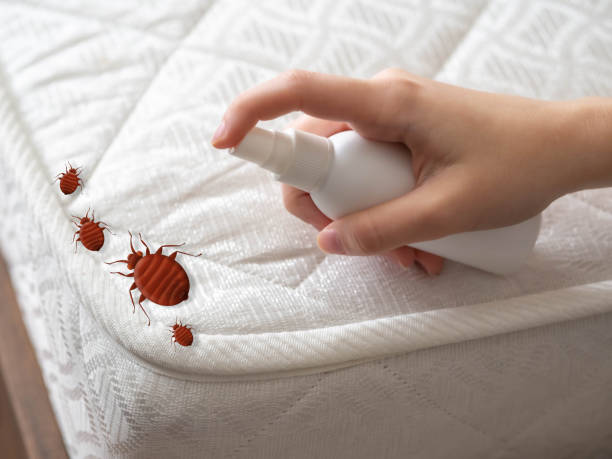Best Ant Control Services  in Wesson, MS